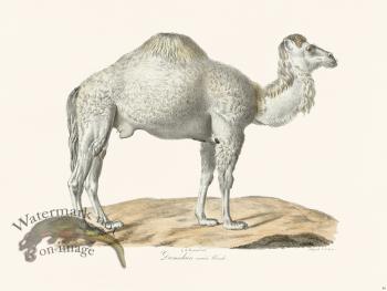 Cuvier 080 Arabian Camel